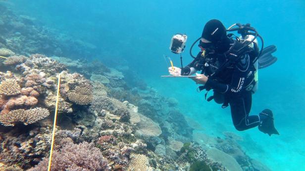 Ein Forscher untersucht das Korallenriff vor Australien