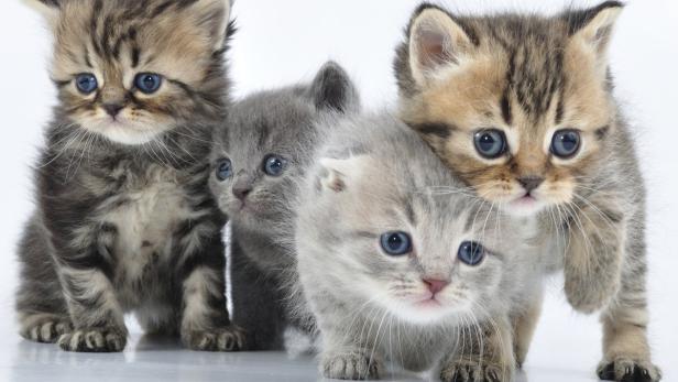 Können Katzen Schizophrenie auslösen?