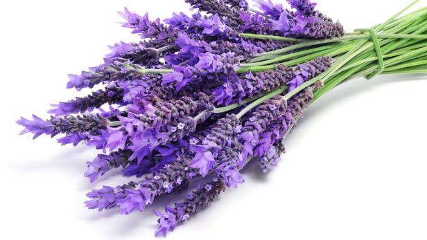 lavender flowers