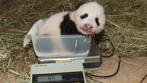 Der kleine Panda auf der Waage.