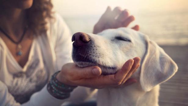 Aromatherapie wirkt bei Hund und Mensch gleichermaßen.