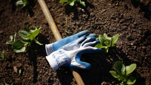 Gartenhandschuhe liegen auf einer Harke neben jungen Salatpflanzen.