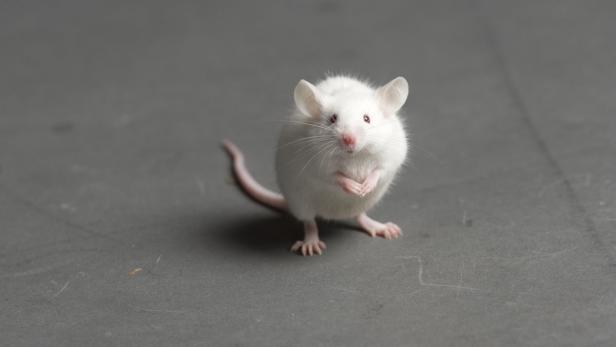 Österreichische Forscher finden mutiertes Gen bei autistischen Mäusen