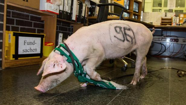 Sollte 96 am Freitag gewinnen, würde sich die Schlagzeile &quot;Schwein gehabt&quot; anbieten.