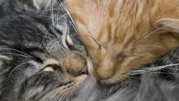 Perfekte Harmonie: Nicht immer passen zwei Katzen so gut zusammen.