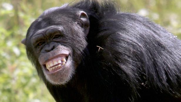 Die Schimpansendame Pia