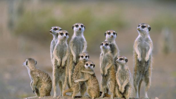 Erdmännchen auf dem Posten Sie stehen aufrecht, Schulter an Schulter. Und wenn Gefahr droht, etwa weil ein Raubvogel sich nähert, lassen sie ein Bellen los und alle verschwinden in ihrer Erdhöhle. Nur ein Junges dieser Mangustenart, die im Süden Afrikas lebt, tanzt hier aus der Reihe. Die Jungtiere, die zwei Wochen nach ihrer Geburt die Augen öffnen, werden zwei Monate lang gesäugt. Dann müssen sie lernen, wie sie Beute machen: Erst bekommen sie von den Erwachsenen etwa einen toten Skorpion, später einen lebenden, der keinen Giftstachel mehr trägt. Sobald sie geschickt genug sind, müssen sie selbstständig jagen.