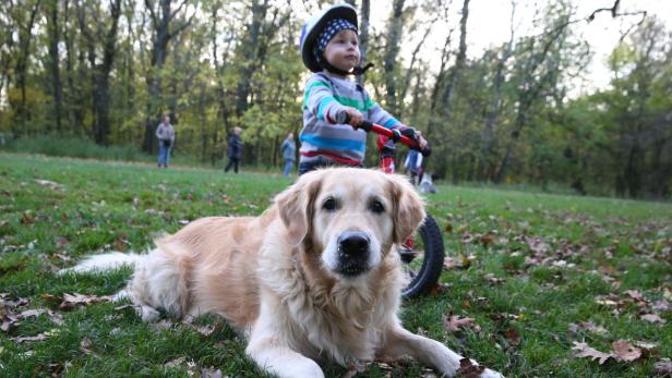 Kleines Kind und verspielter Hund – nicht immer ist diese Kombination so friedlich, wie beim zweijährigen Tobi und seinem Golden Retriever Leonore