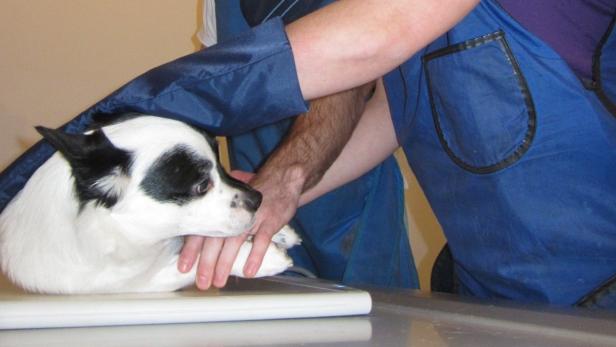 In Tierklinik werden Hund und Katz’ auf Herz und Nieren geprüft