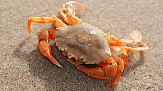 Bei Strandkrabben bestimmt das Blut den Charakter