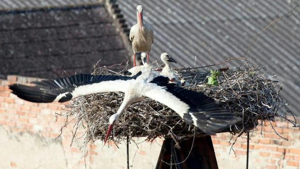 Eine Storchenfamilie in ihrem Nest, aufgenommen am Samstag, 13. Juni 2015, in Rust.