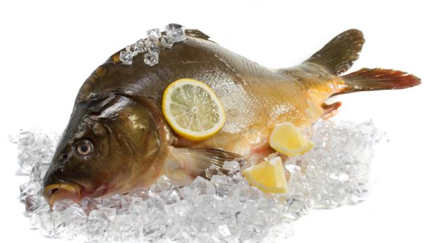 Ein ganzer Karpfen liegt auf Eiswürfeln und ist mit Zitronenscheiben garniert.