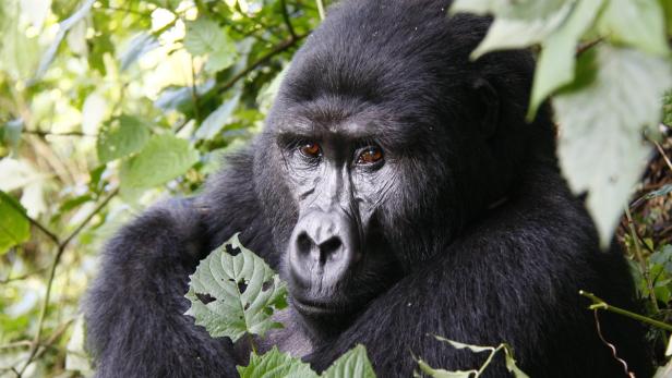 Ein Gorilla sitzt im Grünen und blickt in die Kamera.
