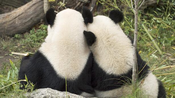 Die beiden Pandas Yang Yang, im Bild mit Sohn Fu Hu und Long Hui dürfen weitere zehn Jahre in Wien bleiben.