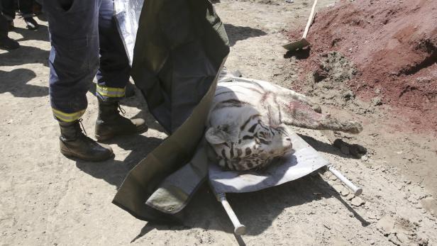 Ein toter weißer Tiger liegt auf einer Trage, neben einem Mann in Arbeitskleidung.