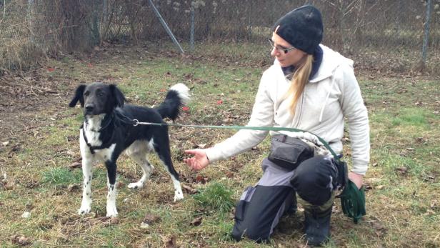 Hundehalterin gab sich als Finderin aus