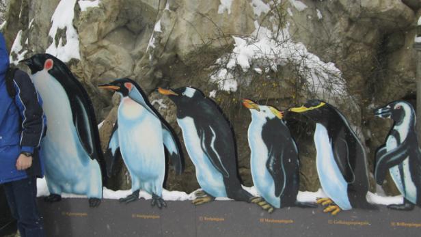 Ein junger Mann steht vor einer Reihe von Pinguin-Holzfiguren im Schnee.