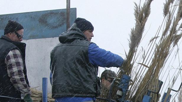 Schilfschnitt am Neusiedler See, Schilfbauer Erwin Somalowitsch aus Podersdorf am See