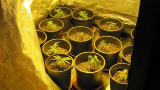 Im Schlafzimmer hatte die Frau eine &quot;Grow Box&quot; samt Scheinwerfer und Ventilator ausgebaut, in der sich 14 Cannabiskrautsetzlinge befanden.