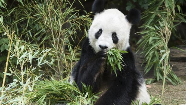 Schönbrunn: Panda-Papa Long Hui gestorben