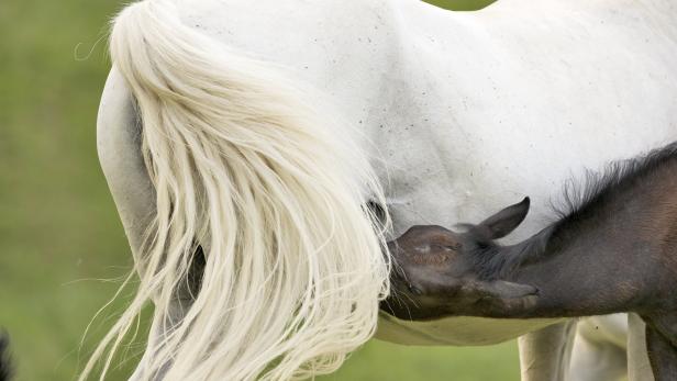 Beschaulicher Start in ein ausgefülltes Pferdeleben: Während der ersten sechs, sieben Lebensmonate sind die Lipizzaner-Fohlen und ihre Mütter jede Sekunde des Tages zusammen