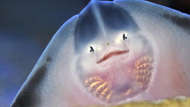 Nahaufnahme eines freundlich aussehenden Stachelrochens unter Wasser.
