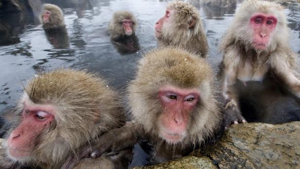 Hätten Makaken die kognitiven Fähigkeiten, könnten sie beim Baden plaudern.