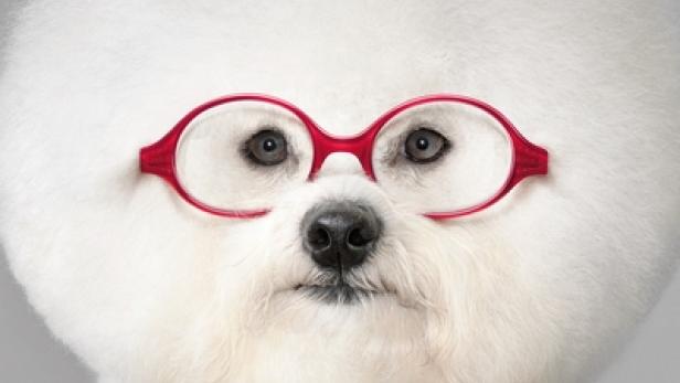 Ein weißer Hund mit roter Brille blickt in die Kamera.