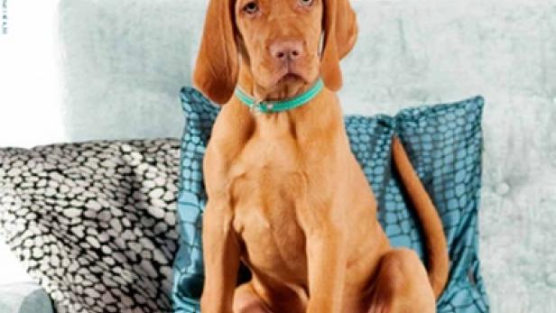 Ein brauner Hund mit blauem Halsband sitzt auf einem Sessel, Titelbild des Magazins „Crazy4dogs“.