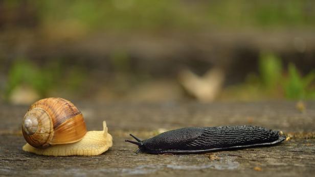 Schnecken bekämpfen: Bewährte Methoden ohne Chemie