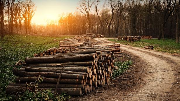 15 Millionen Tonnen Holz werden in Österreich jedes Jahr verarbeitet.