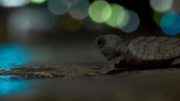 BBC-Doku: Das traurige Schicksal der Schildkrötenbabys