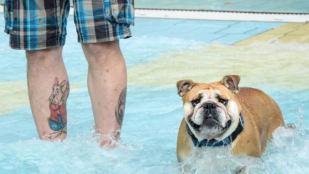 Hunde sind nicht überall willkommen, gute Planung erspart Ärger.