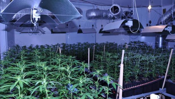 Auf insgesamt 150 Quadratmetern züchtete der flüchtige Wohnungsinhaber Cannabis-Pflanzen.