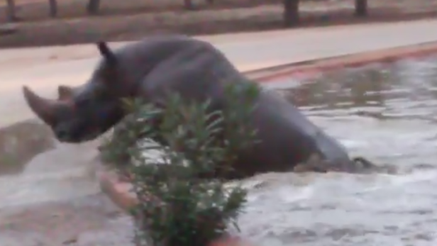 Video: Nilpferd rettet Nashorn aus Wasserbecken