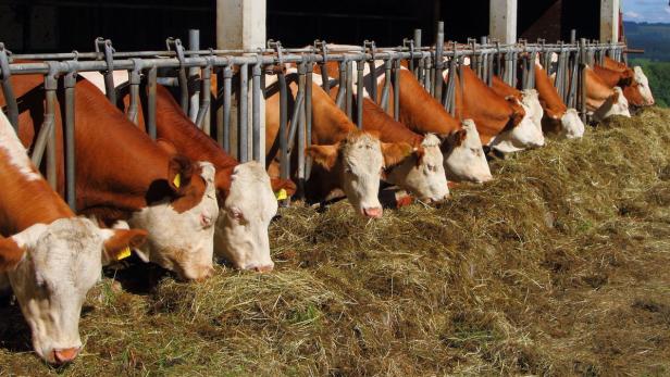 Milchpreis: Fischler befürwortet Zinsstützungen für Bauern