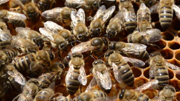 Diebe stahlen 21 Bienenstöcke samt Bienenvölkern