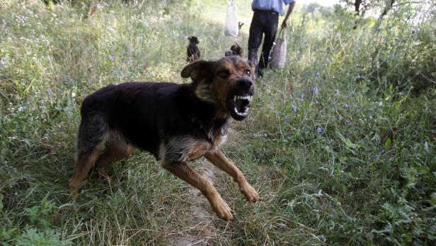 65.000 verwilderte Haushunde beherrschen in Rudeln organisiert die Parks und die Straßen in Bukarest und greifen auch Menschen an.