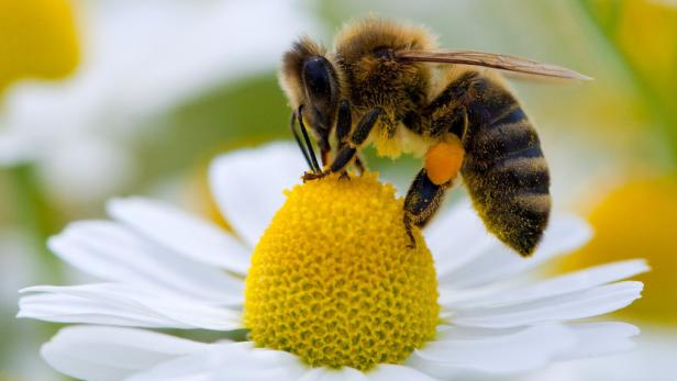 Hat eine Fliege Schuld am Bienensterben?