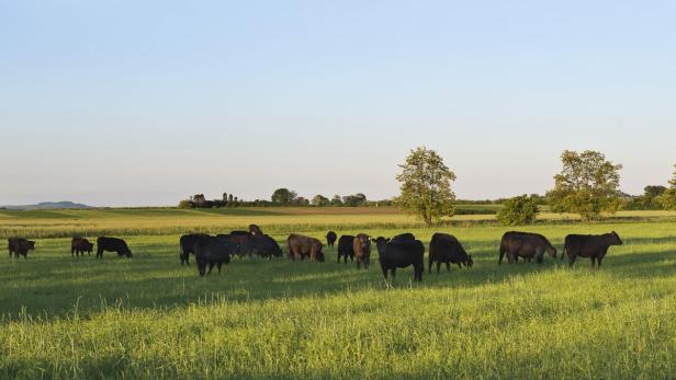 600 Rinder auf 320 Hektar freier Fläche...