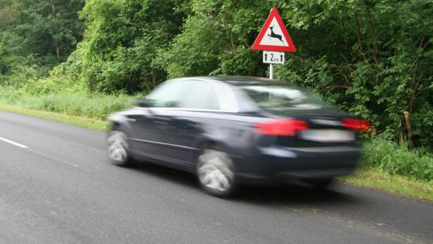 Der Lenker war am frühen Montagmorgen frontal gegen das Tier gestoßen. (Symbolbild)