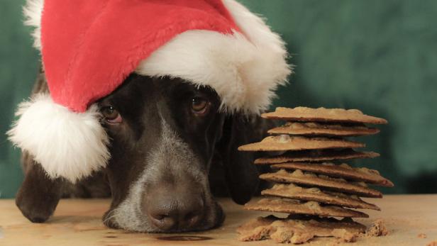 Niedlicher Hund mit Weihnachtsmütze und Schokokekse