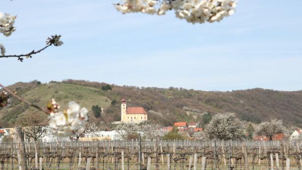 Kirschblüte, Kirschbaum, Kirschen am Leithagebirge bei Donnerskirchen