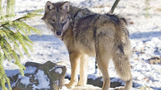 Feindbild Wolf: Vertreter der Landwirtschaft fordern, die Tiere zu jagen.