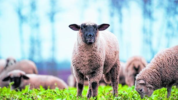 Schafe, Rinder und Hühner dürfen geschächtet werden.