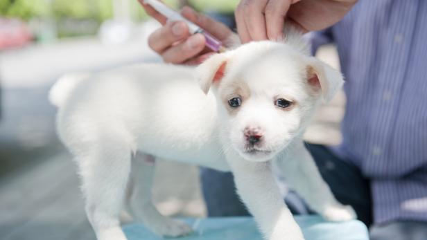 Impfung von Hunden soll Tollwut ausrotten