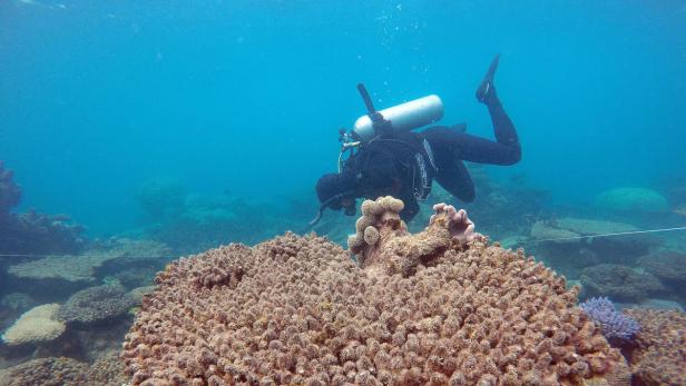 Korallenbleiche im Great Barrier Reef: Auch Korallenexperte geehrt.