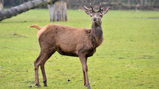 Ein junger Rothirsch steht auf einer grünen Wiese.