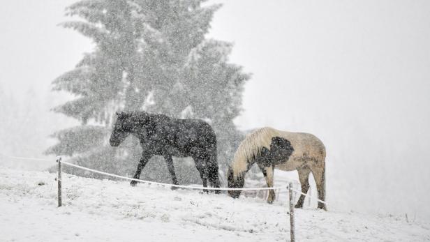 Zwei Pferde stehen auf einer schneebedeckten Weide im Schneefall.