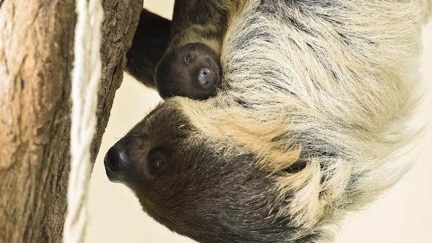 Faultier-Baby im Tiergarten Schönbrunn